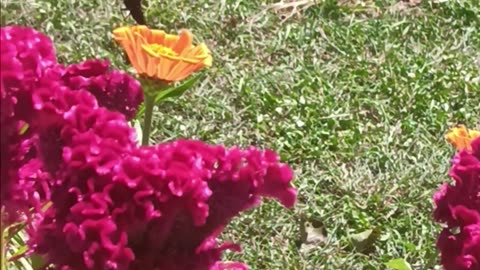 Big butterfly