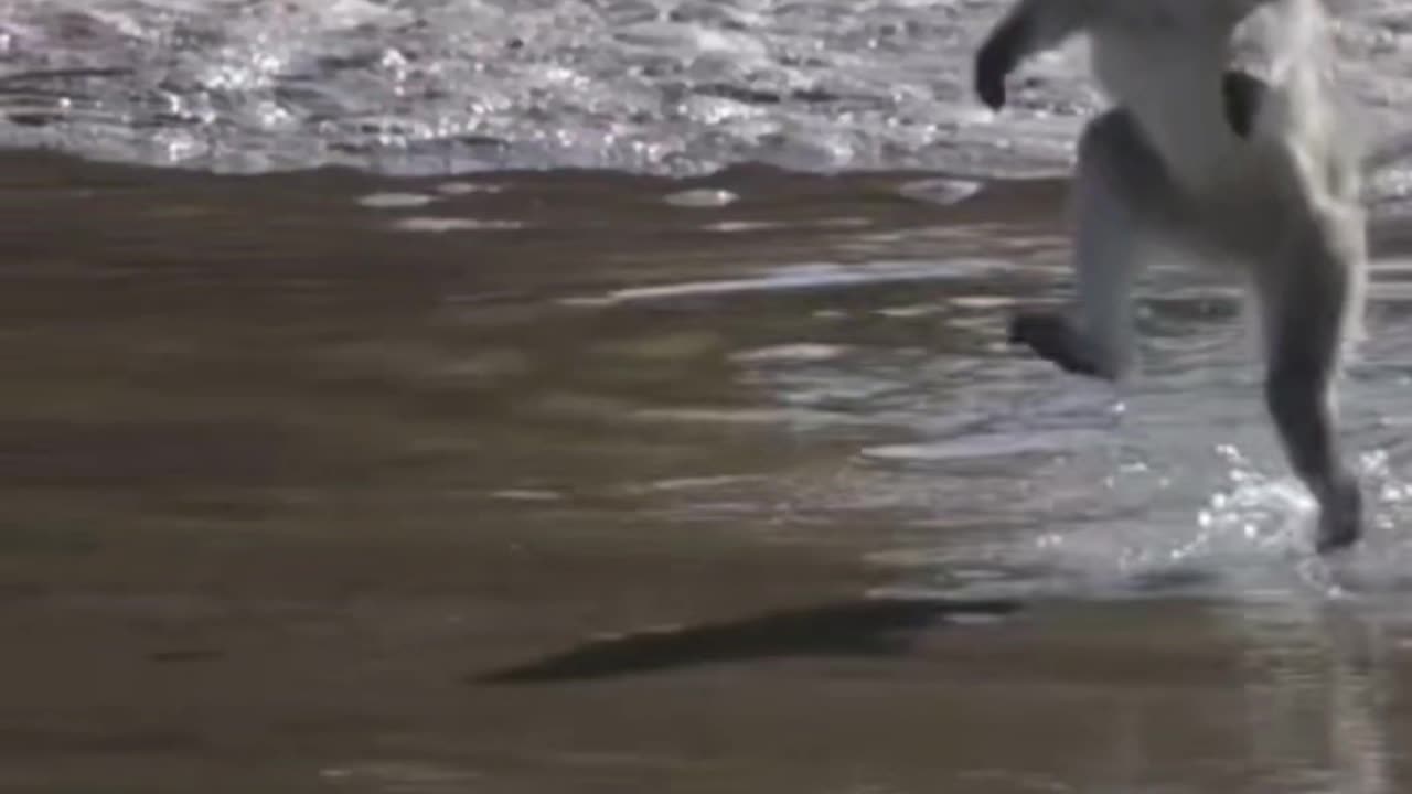 Funny animal