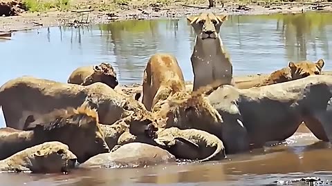 animals