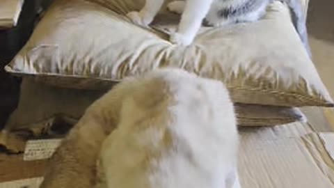 cats takeover