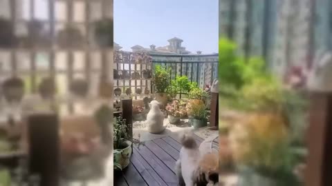 that funny dog