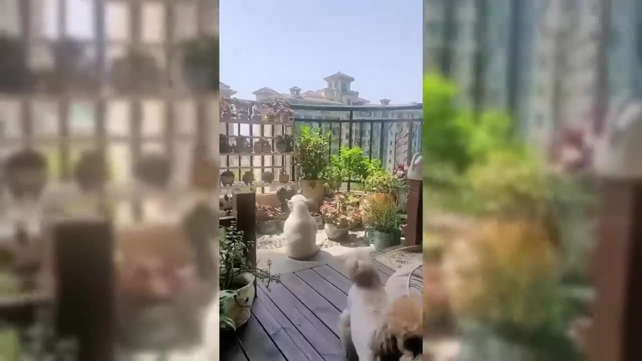 that funny dog