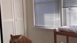 😂🐶 Watch This Chubby Dog's Hilarious Struggle! | FunFM