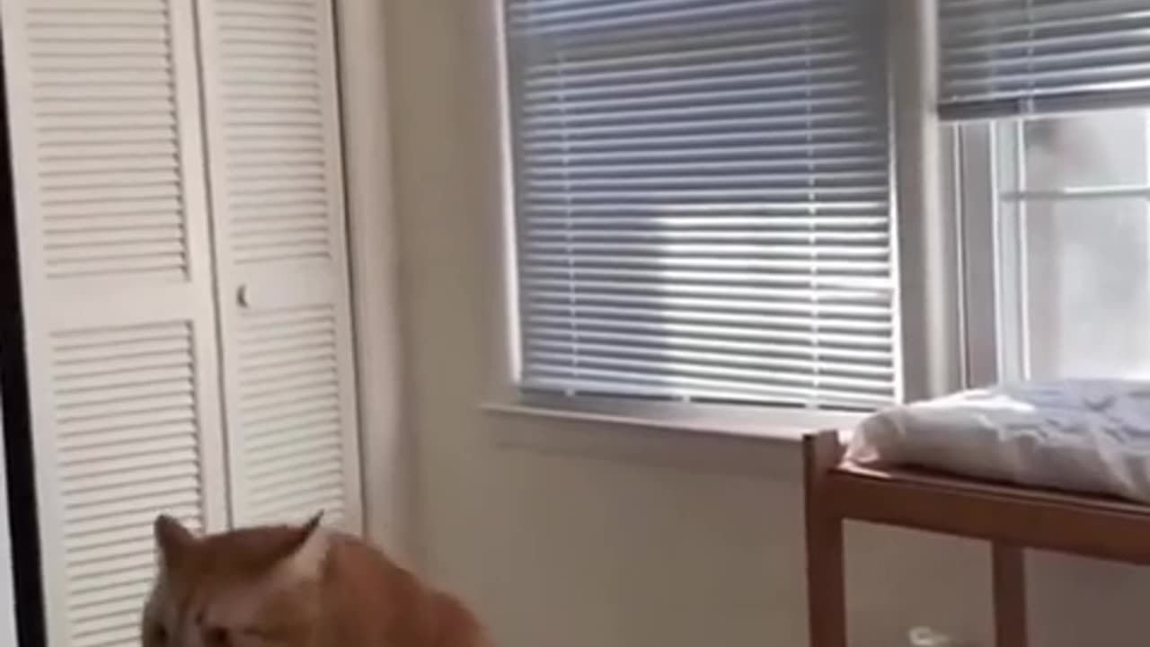 😂🐶 Watch This Chubby Dog's Hilarious Struggle! | FunFM