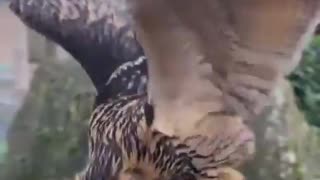 Owl does a happy dance
