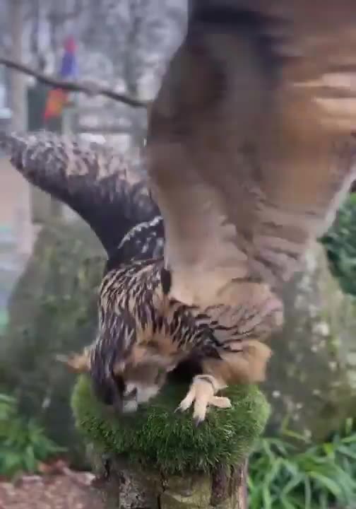 Owl does a happy dance