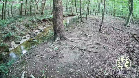 CamoCritter Critter Cam Live Stream