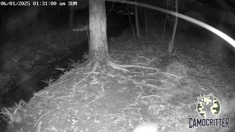 CamoCritter Critter Cam Live Stream