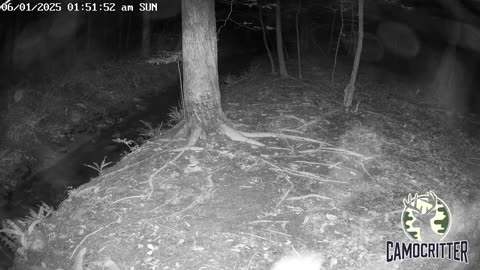 CamoCritter Critter Cam Live Stream