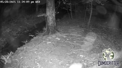 CamoCritter Critter Cam Live Stream
