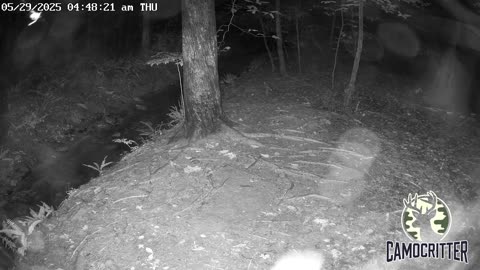CamoCritter Critter Cam Live Stream