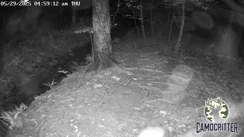 CamoCritter Critter Cam Live Stream