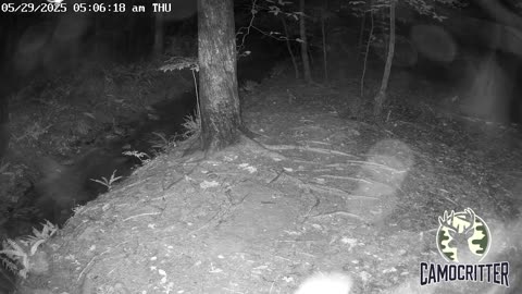CamoCritter Critter Cam Live Stream
