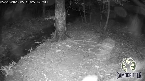 CamoCritter Critter Cam Live Stream