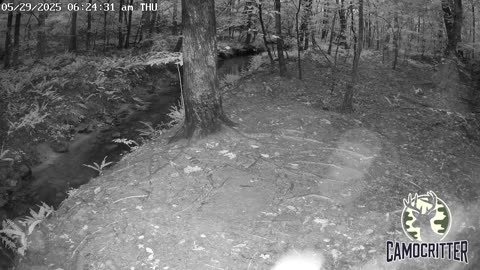 CamoCritter Critter Cam Live Stream