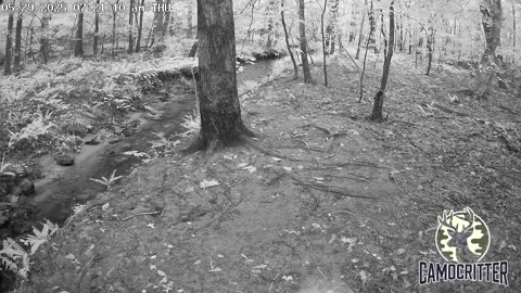 CamoCritter Critter Cam Live Stream