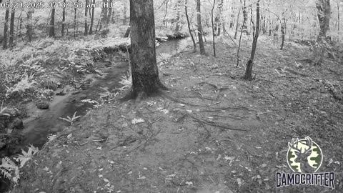 CamoCritter Critter Cam Live Stream