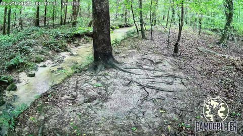 CamoCritter Critter Cam Live Stream