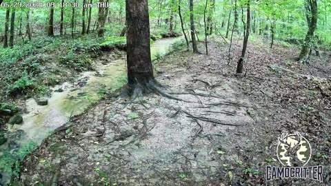 CamoCritter Critter Cam Live Stream