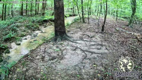 CamoCritter Critter Cam Live Stream