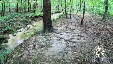 CamoCritter Critter Cam Live Stream