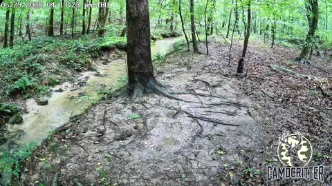 CamoCritter Critter Cam Live Stream
