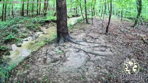 CamoCritter Critter Cam Live Stream