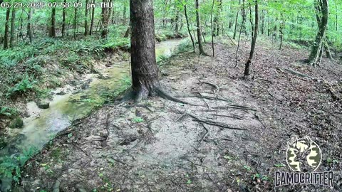 CamoCritter Critter Cam Live Stream