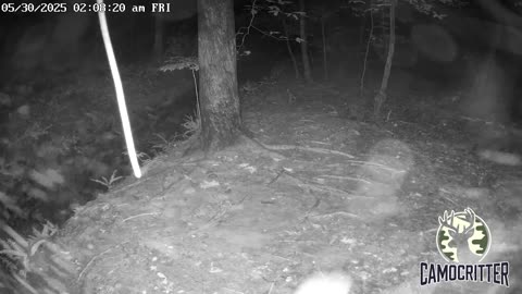 CamoCritter Critter Cam Live Stream