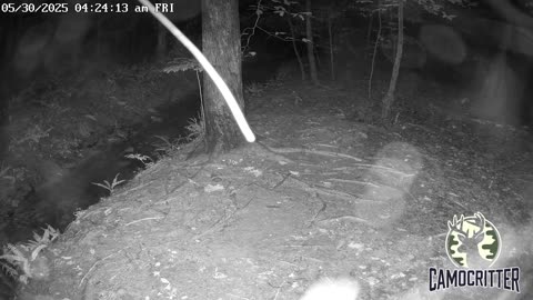 CamoCritter Critter Cam Live Stream