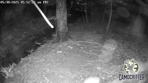 CamoCritter Critter Cam Live Stream