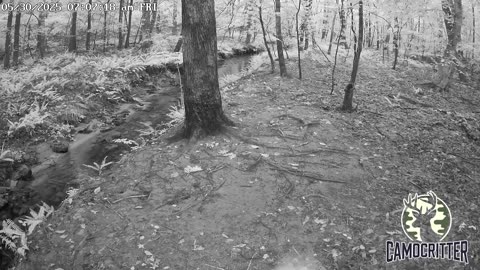 CamoCritter Critter Cam Live Stream