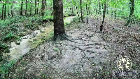 CamoCritter Critter Cam Live Stream
