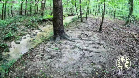 CamoCritter Critter Cam Live Stream