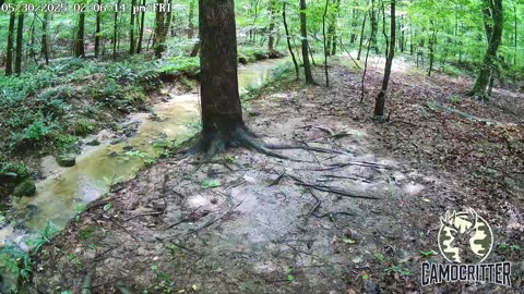 CamoCritter Critter Cam Live Stream