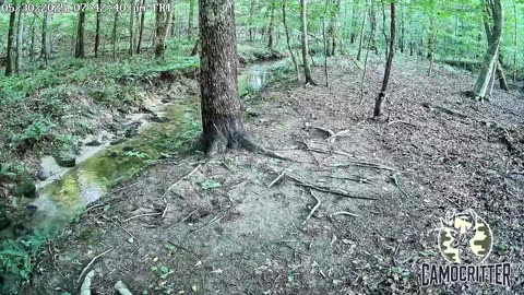 CamoCritter Critter Cam Live Stream