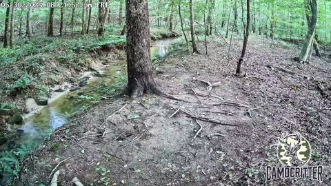 CamoCritter Critter Cam Live Stream