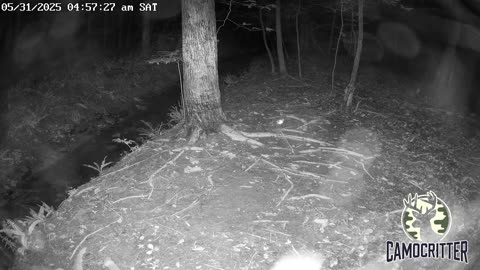 CamoCritter Critter Cam Live Stream