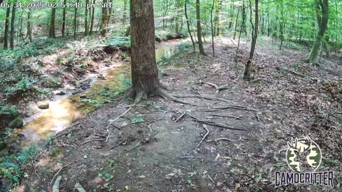 CamoCritter Critter Cam Live Stream