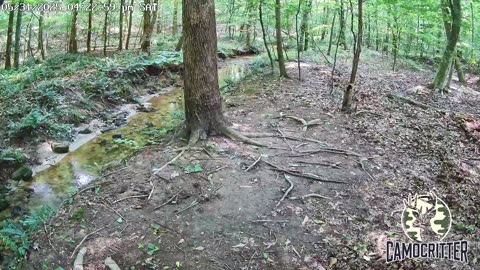 CamoCritter Critter Cam Live Stream