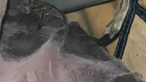 Spraying the Unwelcome Guest in My Sleeping Bag