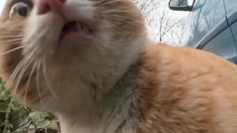 Pet camera recorder