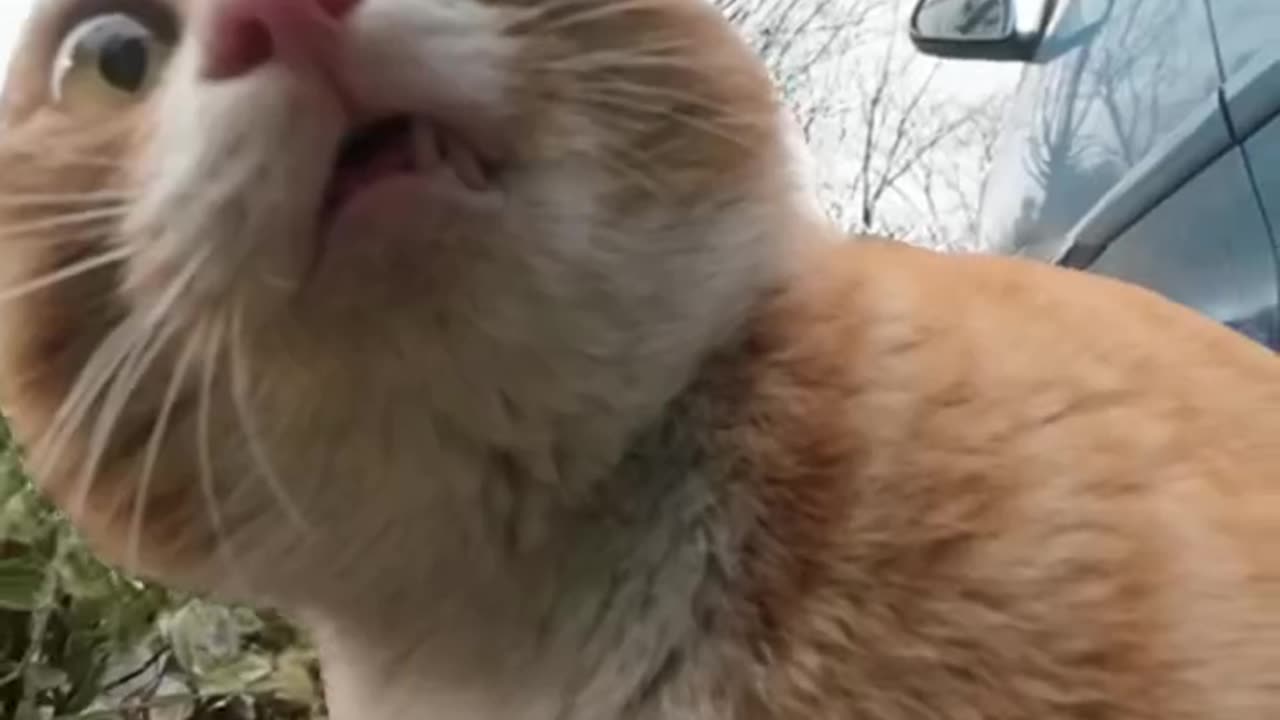 Pet camera recorder