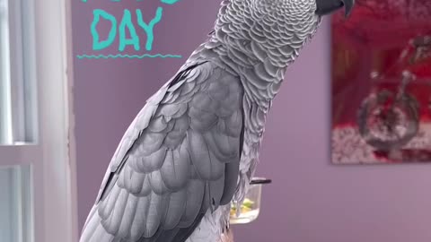 Parrot says hi girlfriend, wanna swim? 😂🦜