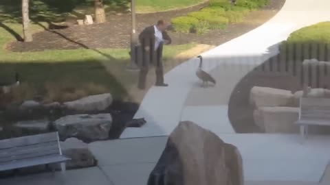Man vs Canada Goose Original Video