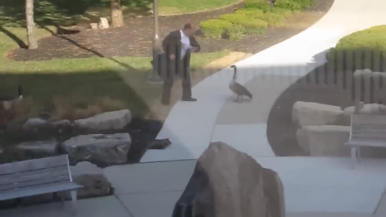Man vs Canada Goose Original Video
