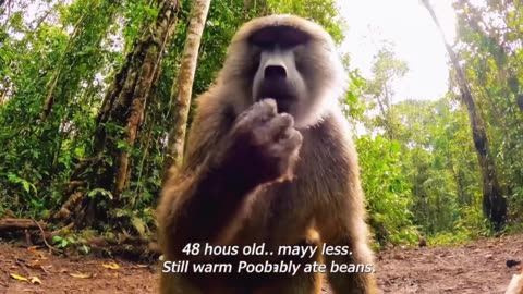 Welcome to the wildest vlog on the internet! 🐒🎥