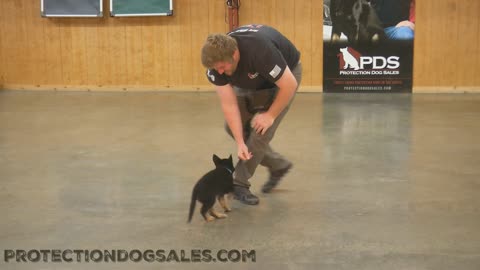 7 week old German Shepherd training