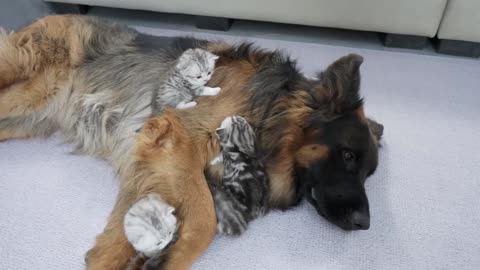 Mom Cat Tells Kittens German Shepherd Is a safe mate