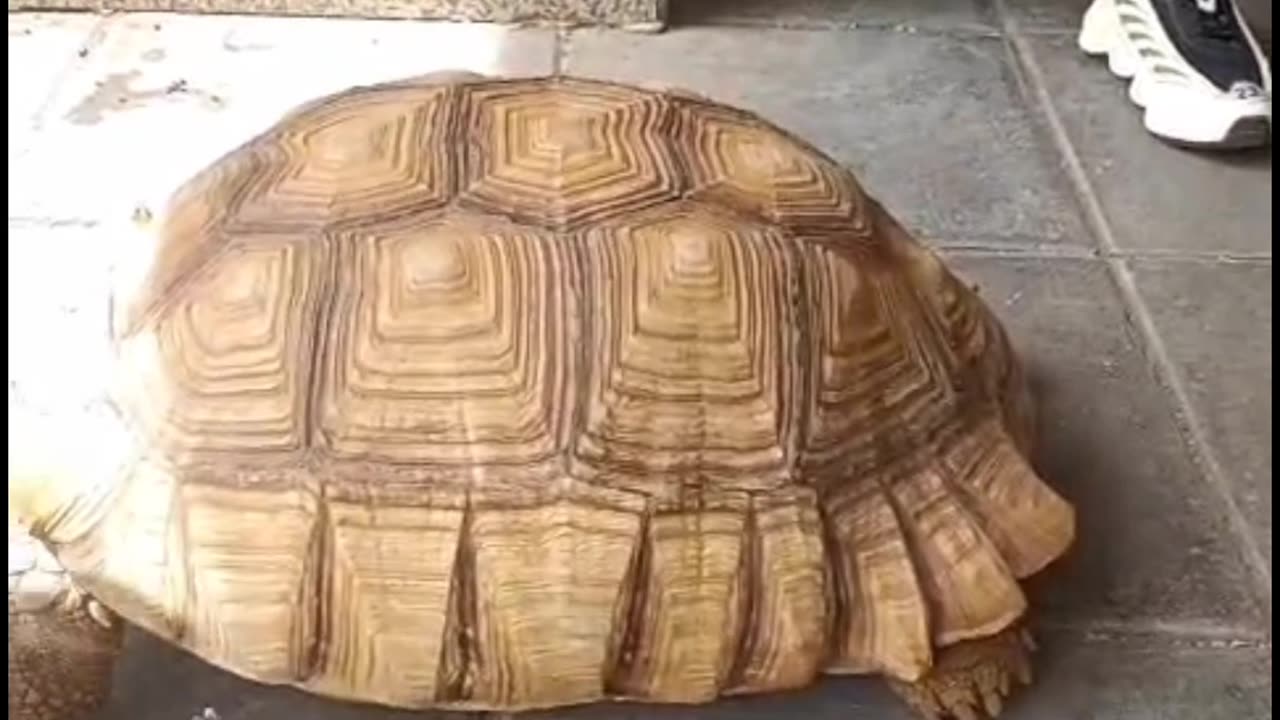 55 year old big turtle
